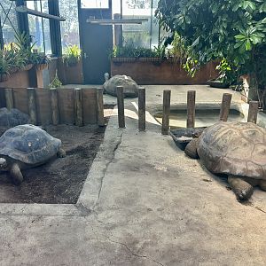 Galapagos Giant Tortoise (All Four Adults)