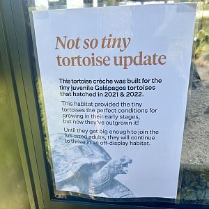 Galapagos Giant Tortoise Hatchling Update