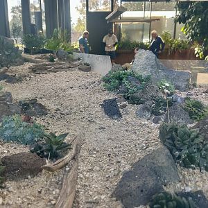 Old Galapagos Giant Tortoise Crèche