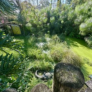 American Alligator Exhibit