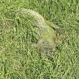 American alligator (Alligator mississippiensis)