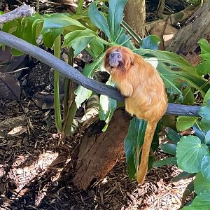 Golden lion tamarin (Leontopithecus rosalia)