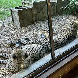 Qia and Quartz (Cheetah)