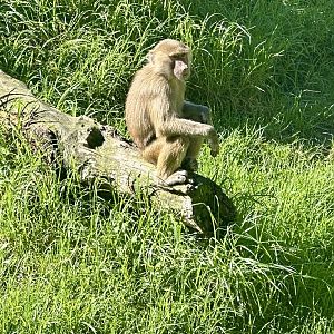 Jabari (Juvenile Male Hamadryas Baboon)