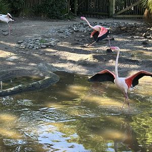 Greater Flamingo (Running)
