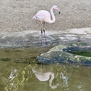 Mimi (Greater Flamingo)