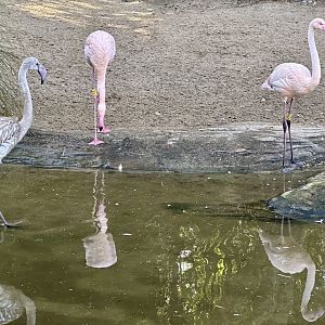 Greater flamingo (Phoenicopterus roseus)
