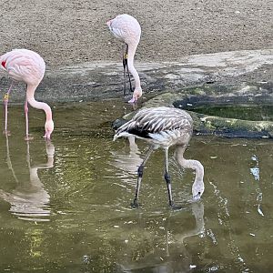 Greater Flamingo (Feeding)