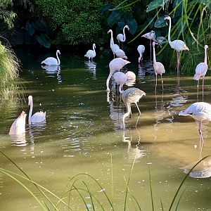 Greater Flamingo Flock