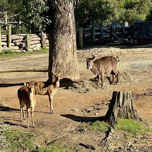 Waterbuck/Lowland Nyala