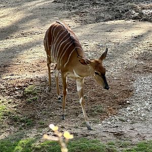Lowland nyala (Tragelaphus angasii)