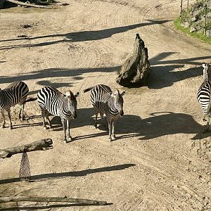 Plains zebra (Equus quagga)