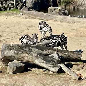 Plains zebra (Equus quagga)