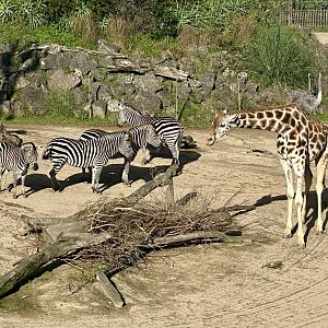 Rukiya (Giraffe) and Plains Zebra