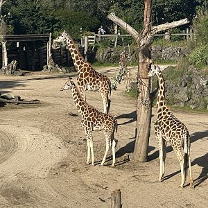 Kiraka and Daughters (Giraffe)