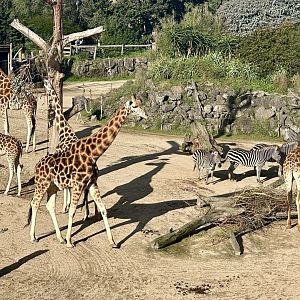 Giraffe (Whole Herd)