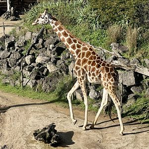 Kabili (Freemartin Twin Giraffe)