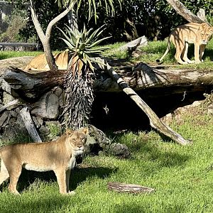 Aziza, Kibibi and Ilola (African Lion)