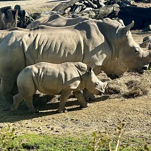 Jamila and Zuka (Southern White Rhinoceros)