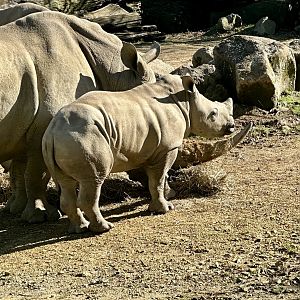 Zuka (Five Months Old)