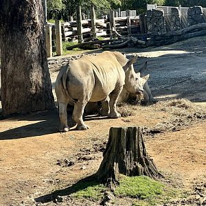 Amali (Two Years Old)