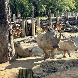 Nyah, Jamila and Zuka (Southern White Rhinoceros)