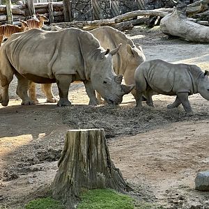 Nyah and Zuka (Southern White Rhinoceros)