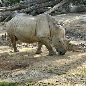 Jamila (Southern White Rhinoceros)