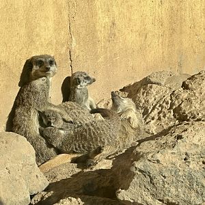 Slender-tailed Meerkat (Nursing Pups)