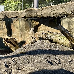 Slender-tailed Meerkat Pups (Seven Weeks Old)