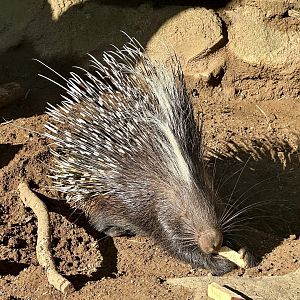Lawrence (Cape Porcupine)
