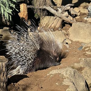 Snickers (Cape Porcupine)