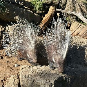 Lawrence and Snickers (Cape Porcupine)