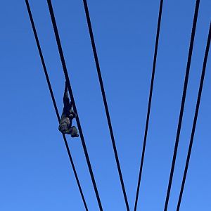 Siamang on Aerial Line