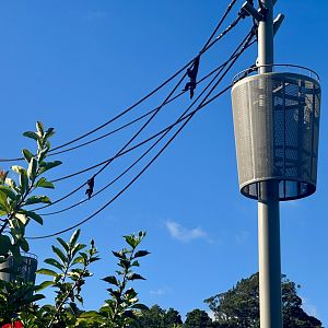 Siamang on Aerial Line