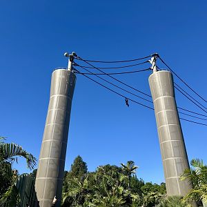 Siamang on Aerial Line