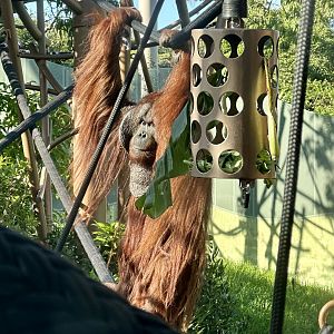 Charlie (Bornean Orangutan)
