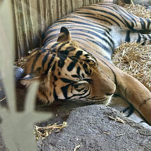 Zayana (Sumatran Tiger)