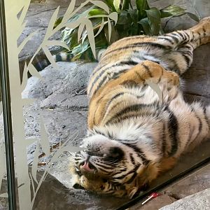 Cahaya (16 Months Old)