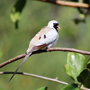 Namaqua Dove