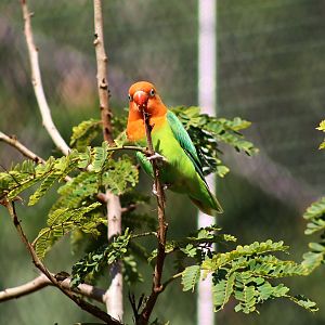 Fischer's Lovebird