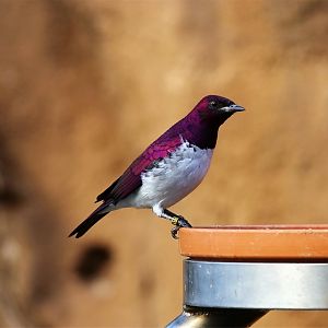 Violet-backed Starling