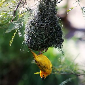 Taveta Weaver with Nest