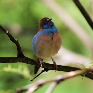 Red-cheeked Cordon-bleu