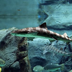 Leopard Shark, December 2019