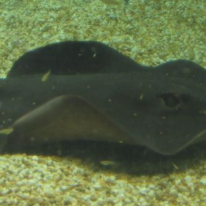 What species of Stingray is this (it was in a freshwater tank)