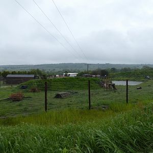 Arctic fox enclosure