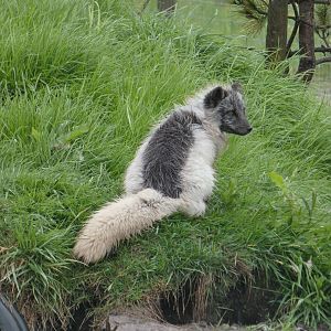 Arctic fox