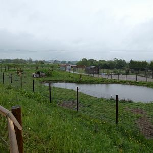 Arctic fox enclosure