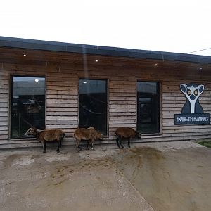Cameroon sheep sheltering from rain